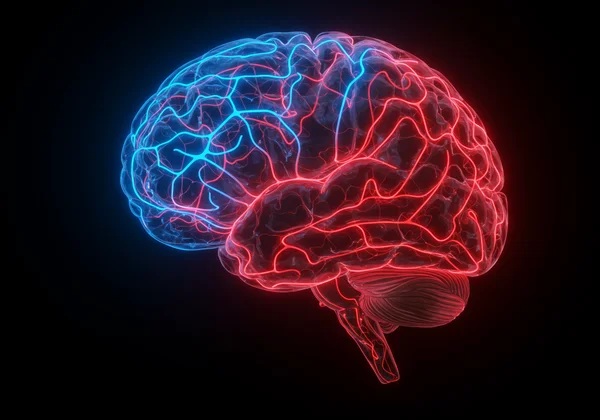 Não bộ tái tạo các đường dẫn sợ hãi thông qua liệu pháp tiếp xúc dần dần